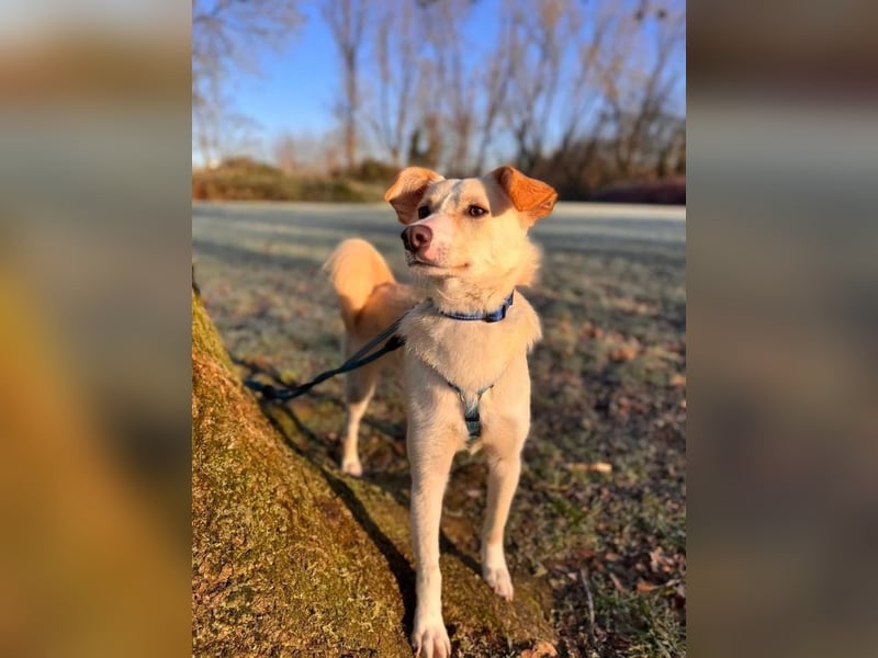 MONTY- sucht ein sportliches Zuhause