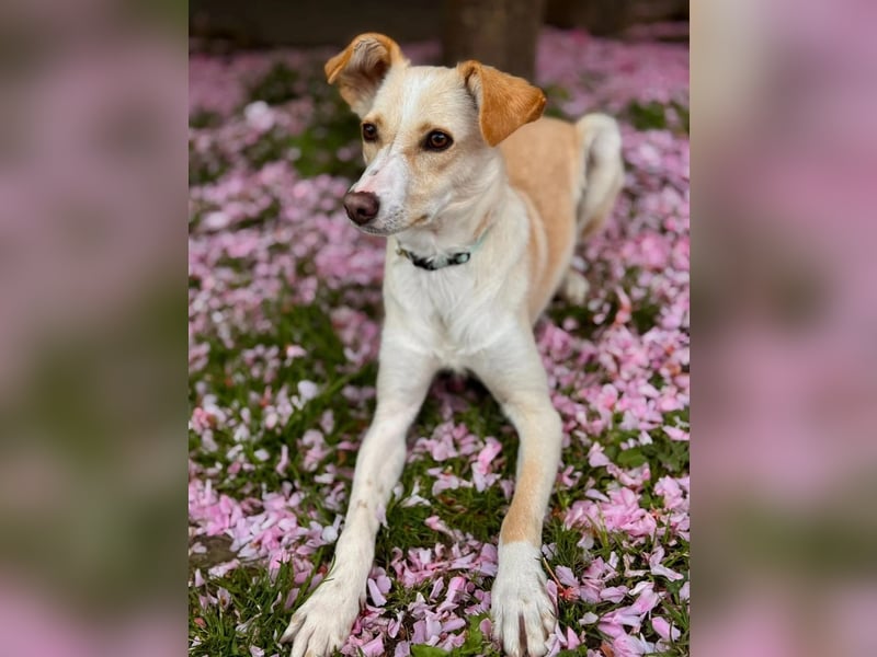 MONTY ist auf der Suche nach einem liebevollen, geduldigen Zuhause