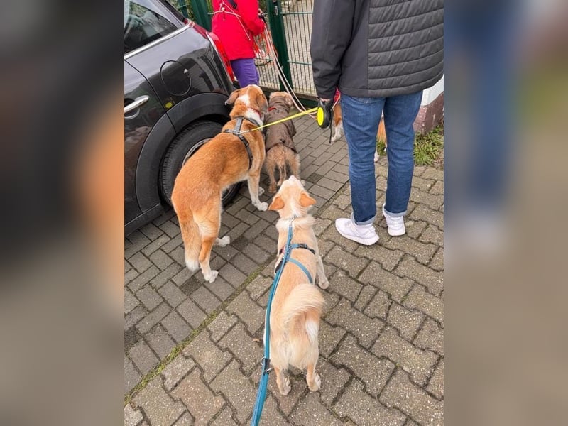 MONTY- sucht ein sportliches Zuhause