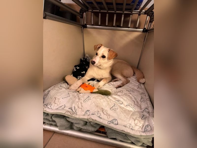 MONTY- sucht ein sportliches Zuhause