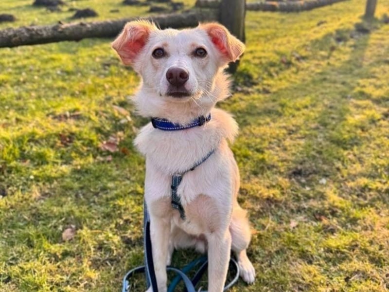 MONTY- sucht ein sportliches Zuhause