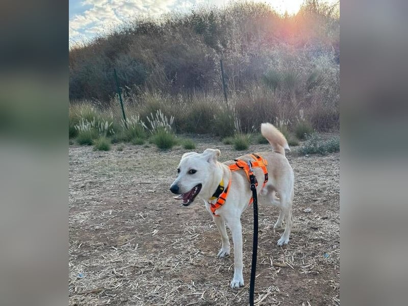 Levi (Spanien) – unser Herzensbrecher wird auch dich im Sturm erobern