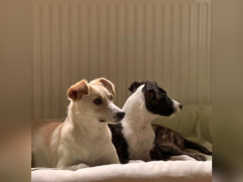 MONTY ist auf der Suche nach einem liebevollen, geduldigen Zuhause