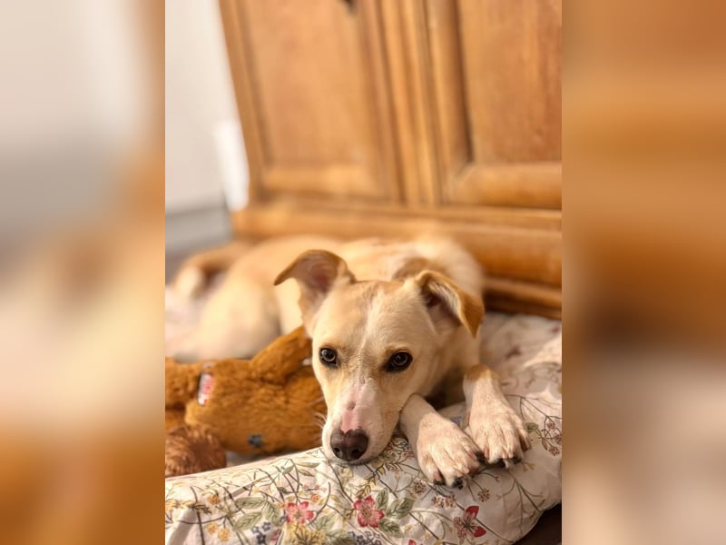 MONTY- sucht ein sportliches Zuhause