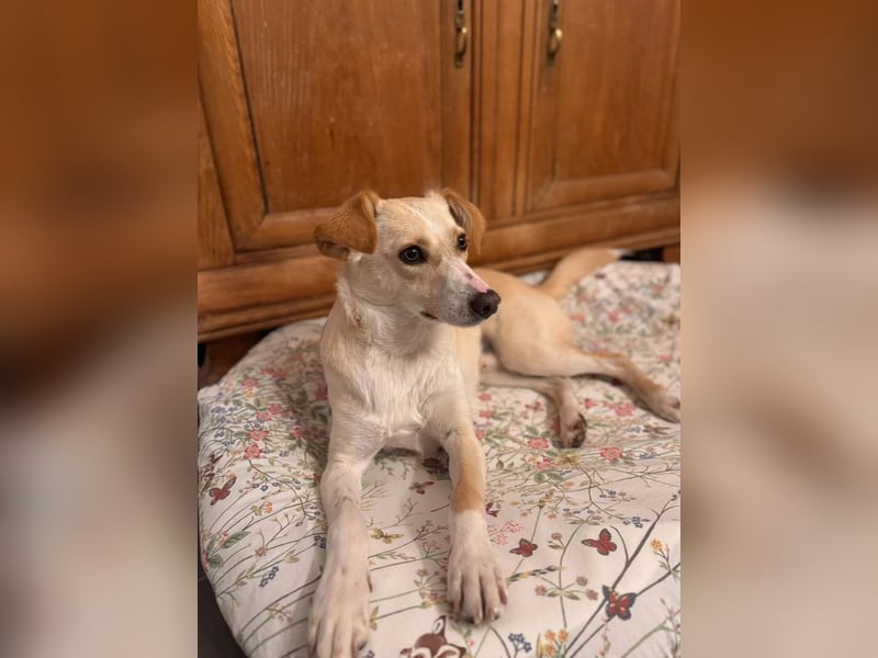 MONTY- sucht ein sportliches Zuhause