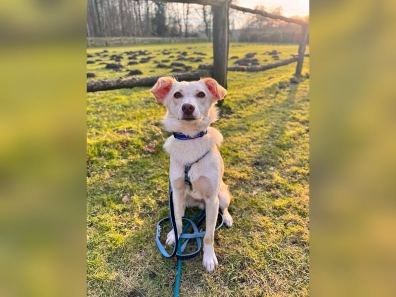 MONTY ist auf der Suche nach einem liebevollen, geduldigen Zuhause