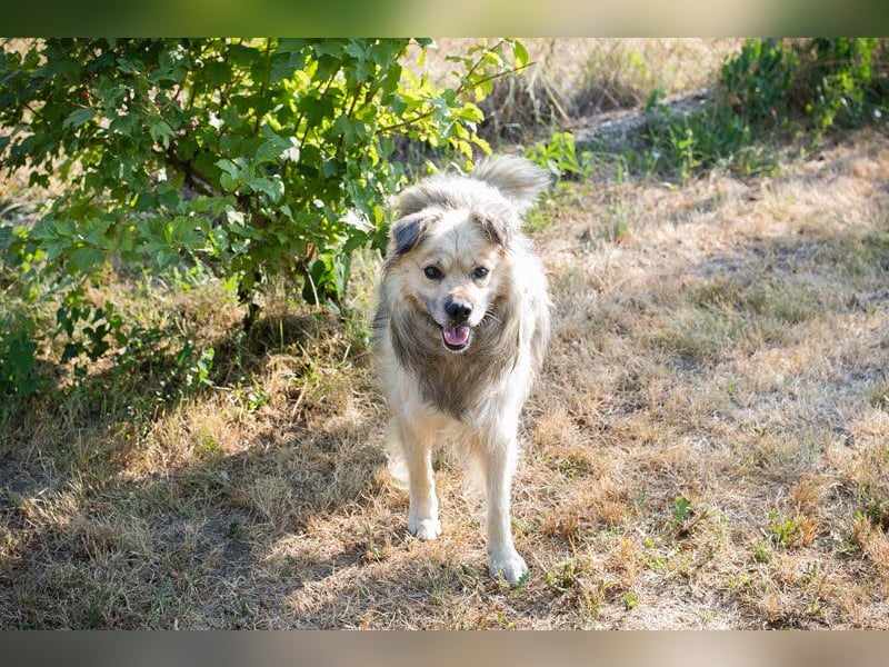 NERO – Hundesenior sucht sein Ruheplätzchen mit Garten  Auf Pflegestelle in 40595 Düsseldorf