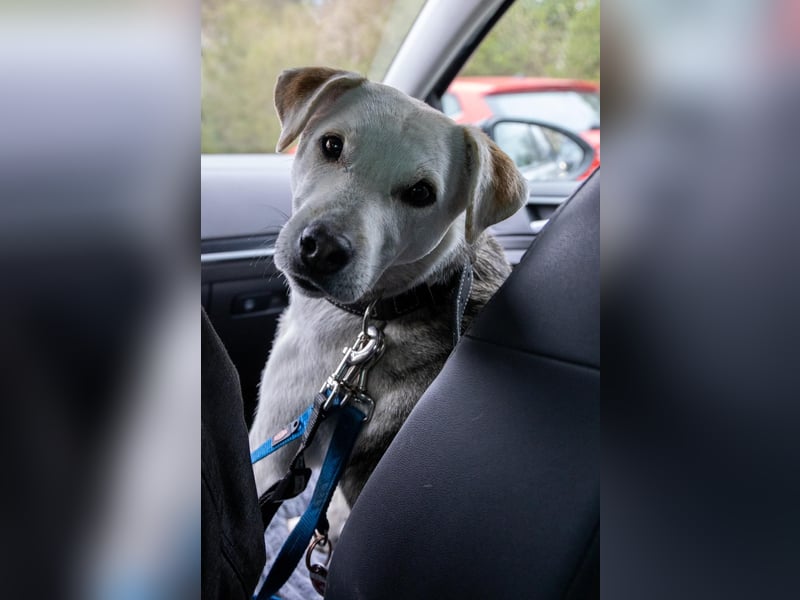 Rookie aus 40764 Langenfeld verliert sein Zuhause, da Herrchen verstorben ist