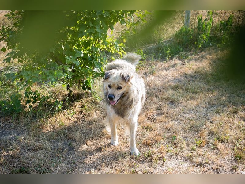 NERO – Hundesenior sucht sein Ruheplätzchen mit Garten  Auf Pflegestelle in 40595 Düsseldorf