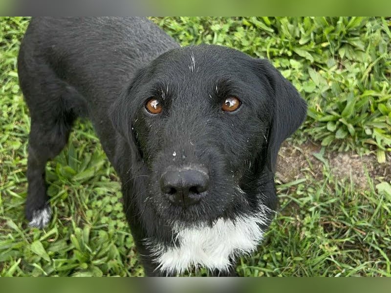 Toller Herzenshund REMO sucht sein Zuhause oder Pflegestelle zum 06.12.2025