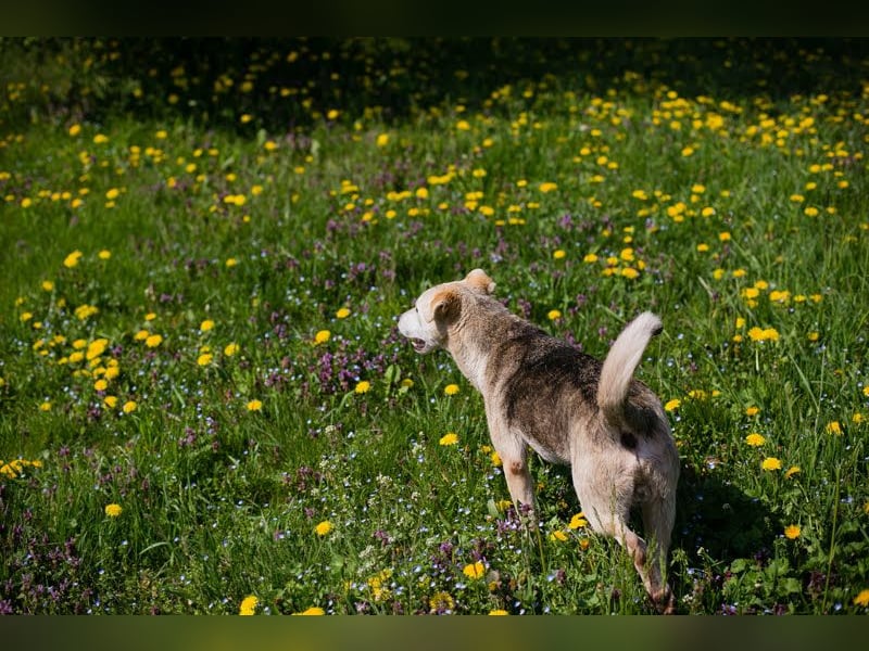 Rookie aus 40764 Langenfeld verliert sein Zuhause, da Herrchen verstorben ist