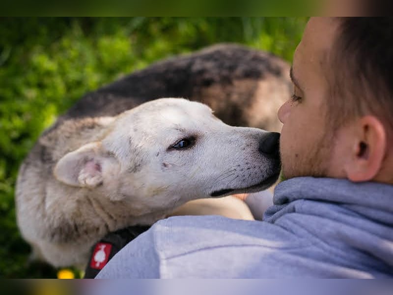 Rookie aus 40764 Langenfeld verliert sein Zuhause, da Herrchen verstorben ist