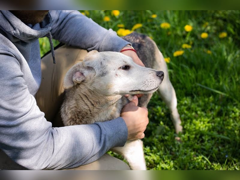 Rookie aus 40764 Langenfeld verliert sein Zuhause, da Herrchen verstorben ist