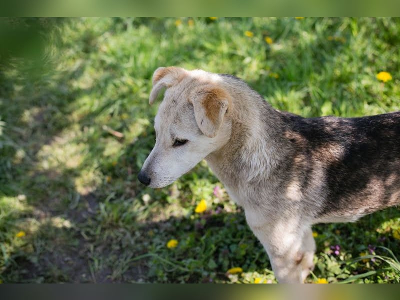 Rookie aus 40764 Langenfeld verliert sein Zuhause, da Herrchen verstorben ist