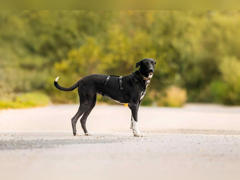 Liebevolle Stella sucht ihre Familie