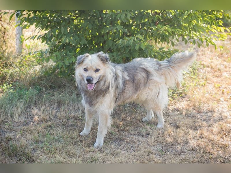 NERO – Hundesenior sucht sein Ruheplätzchen mit Garten  Auf Pflegestelle in 40595 Düsseldorf