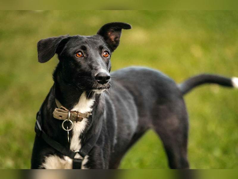 Liebevolle Stella sucht ihre Familie