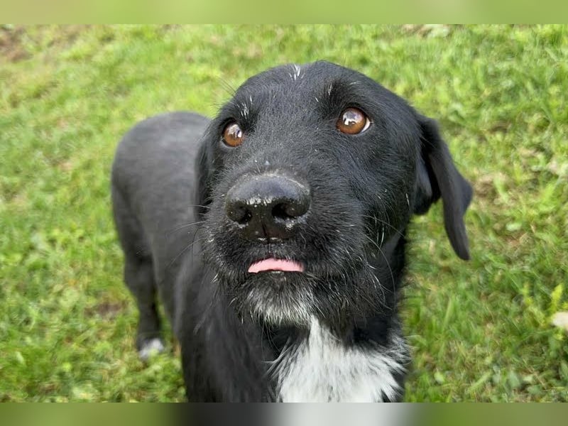 Toller Herzenshund REMO sucht sein Zuhause oder Pflegestelle zum 06.12.2025