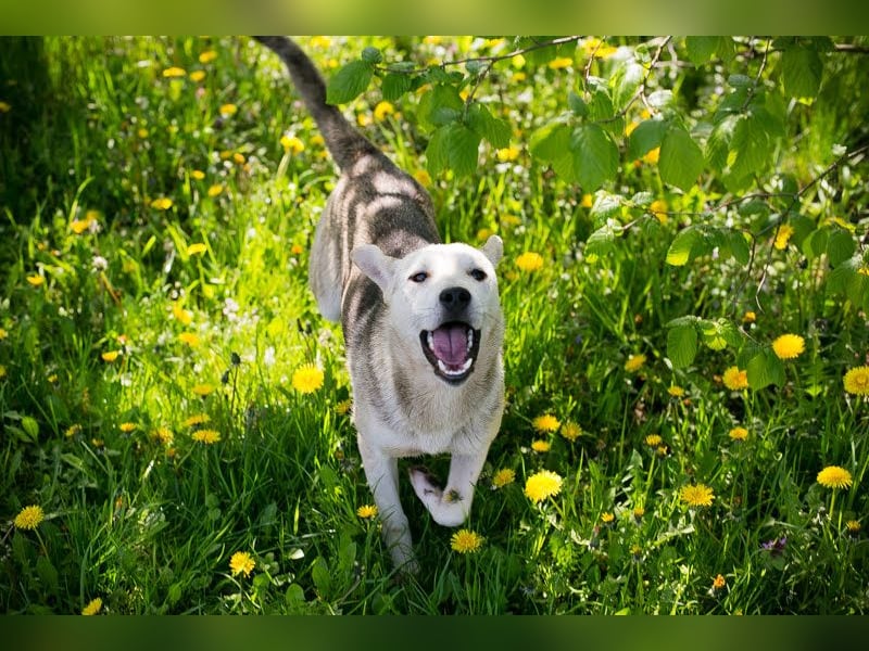 Rookie aus 40764 Langenfeld verliert sein Zuhause, da Herrchen verstorben ist