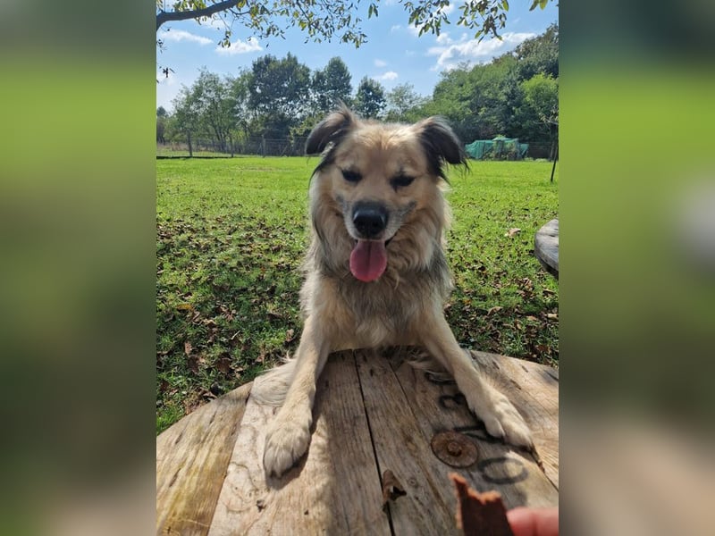 NERO – Hundesenior sucht sein Ruheplätzchen mit Garten  Auf Pflegestelle in 40595 Düsseldorf