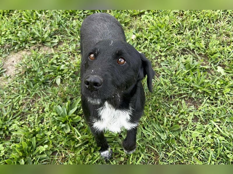 Toller Herzenshund REMO sucht sein Zuhause oder Pflegestelle zum 06.12.2025