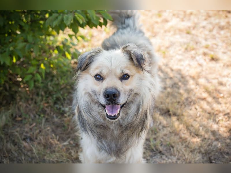 NERO – Hundesenior sucht sein Ruheplätzchen mit Garten  Auf Pflegestelle in 40595 Düsseldorf