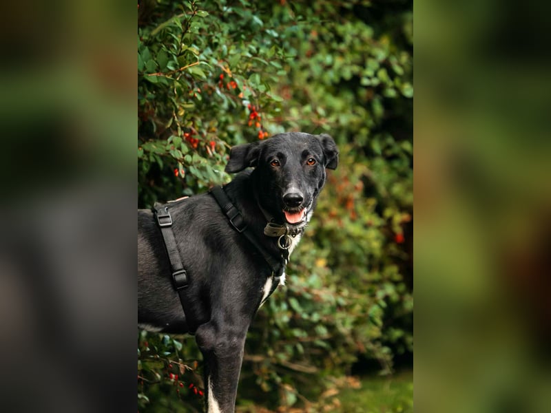 Liebevolle Stella sucht ihre Familie