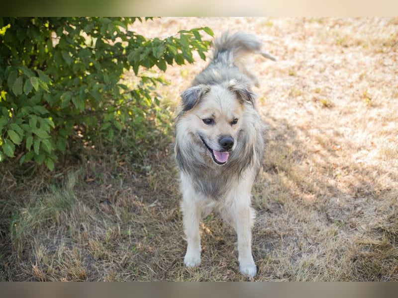 NERO – Hundesenior sucht sein Ruheplätzchen mit Garten  Auf Pflegestelle in 40595 Düsseldorf