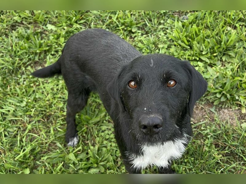 Toller Herzenshund REMO sucht sein Zuhause oder Pflegestelle zum 06.12.2025