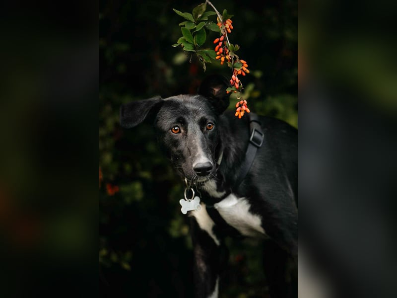 Liebevolle Stella sucht ihre Familie