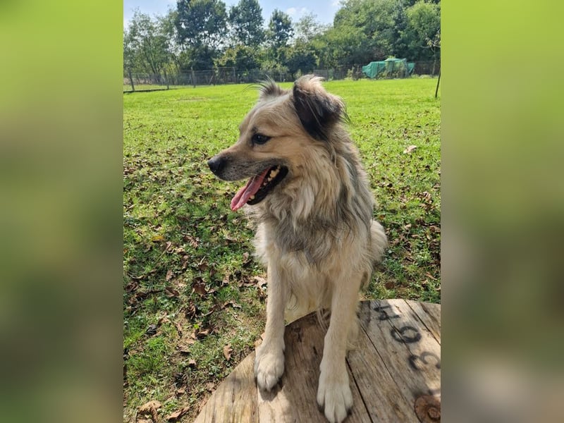 NERO – Hundesenior sucht sein Ruheplätzchen mit Garten  Auf Pflegestelle in 40595 Düsseldorf