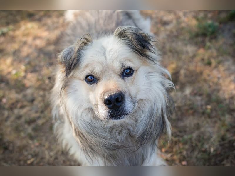 NERO – Hundesenior sucht sein Ruheplätzchen mit Garten  Auf Pflegestelle in 40595 Düsseldorf