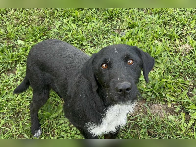 Toller Herzenshund REMO sucht sein Zuhause oder Pflegestelle zum 06.12.2025