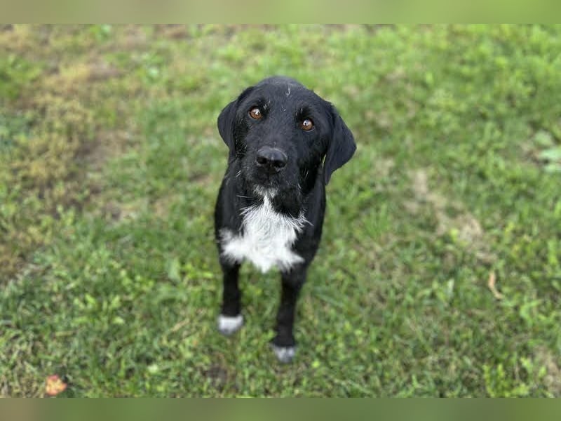 Toller Herzenshund REMO sucht sein Zuhause oder Pflegestelle zum 06.12.2025