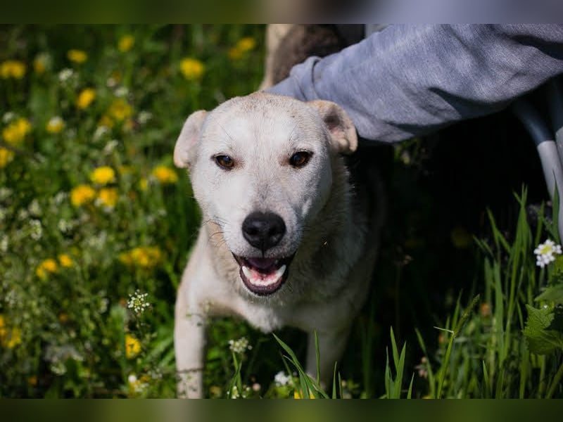 Rookie aus 40764 Langenfeld verliert sein Zuhause, da Herrchen verstorben ist