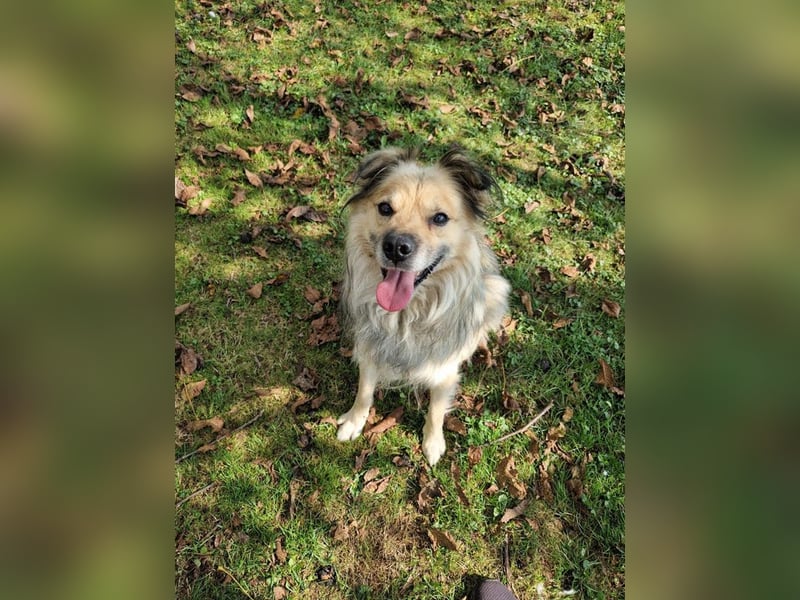 NERO – Hundesenior sucht sein Ruheplätzchen mit Garten  Auf Pflegestelle in 40595 Düsseldorf