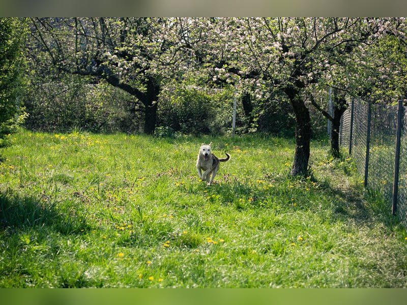 Rookie aus 40764 Langenfeld verliert sein Zuhause, da Herrchen verstorben ist