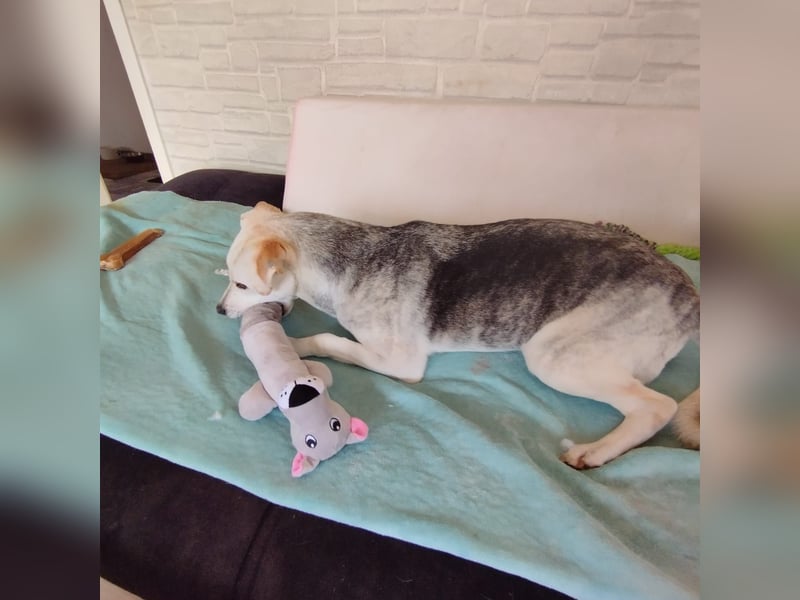 Rookie aus 40764 Langenfeld verliert sein Zuhause, da Herrchen verstorben ist