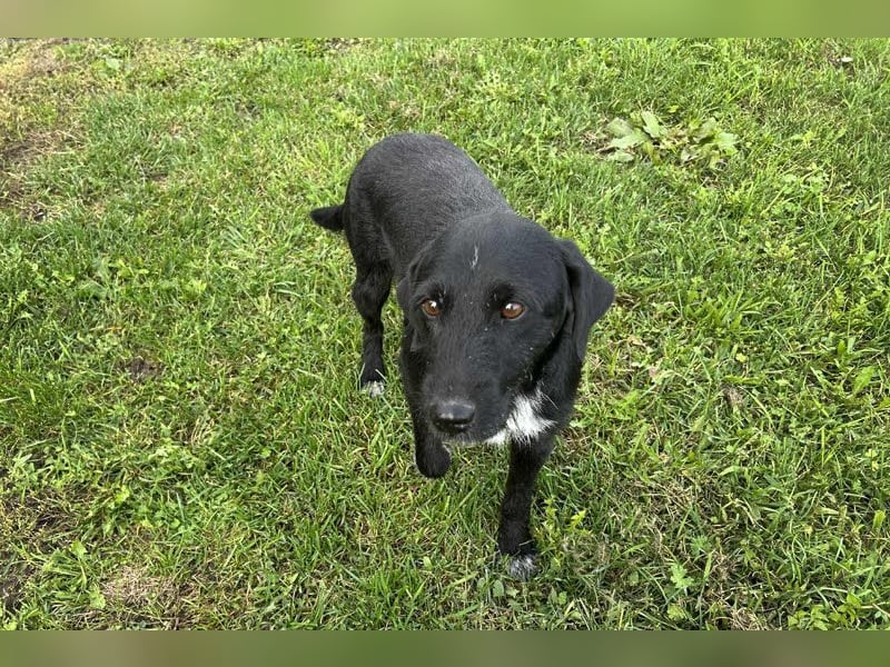 Toller Herzenshund REMO sucht sein Zuhause oder Pflegestelle zum 06.12.2025