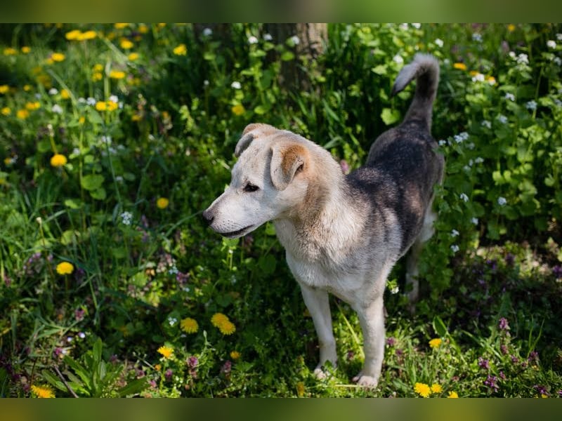 Rookie aus 40764 Langenfeld verliert sein Zuhause, da Herrchen verstorben ist