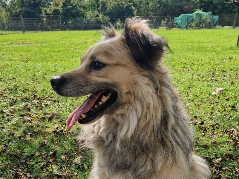 NERO – Hundesenior sucht sein Ruheplätzchen mit Garten  Auf Pflegestelle in 40595 Düsseldorf