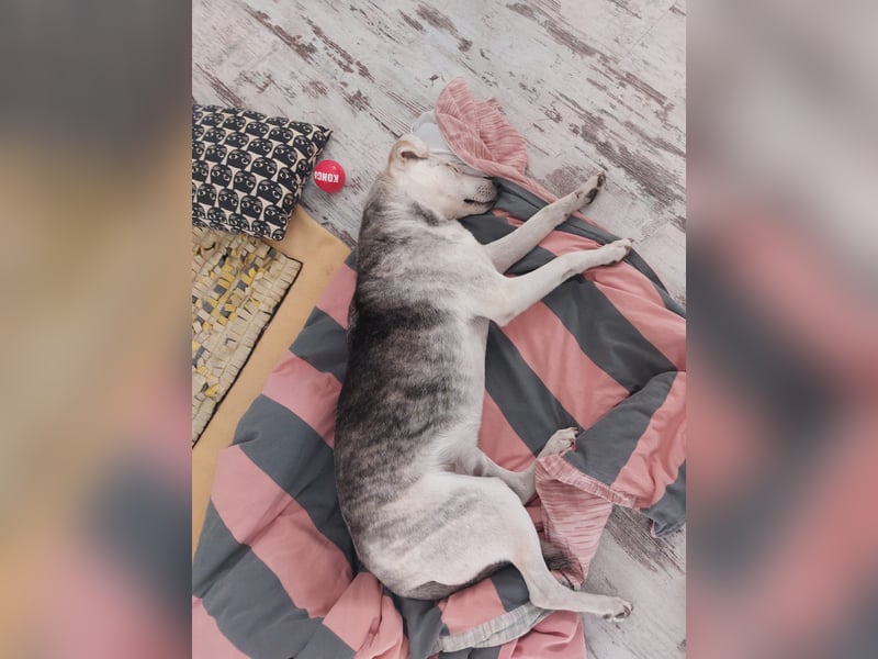 Rookie aus 40764 Langenfeld verliert sein Zuhause, da Herrchen verstorben ist