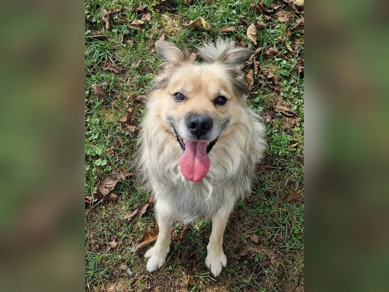 NERO – Hundesenior sucht sein Ruheplätzchen mit Garten  Auf Pflegestelle in 40595 Düsseldorf
