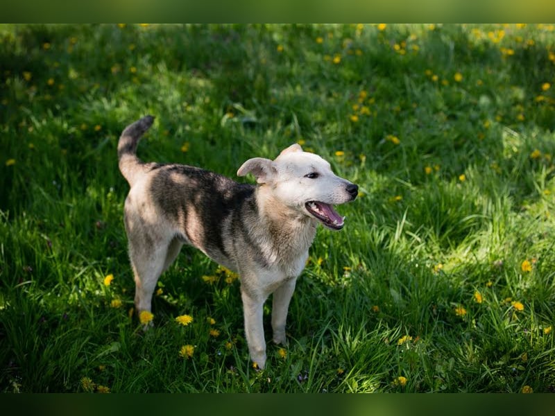 Rookie aus 40764 Langenfeld verliert sein Zuhause, da Herrchen verstorben ist