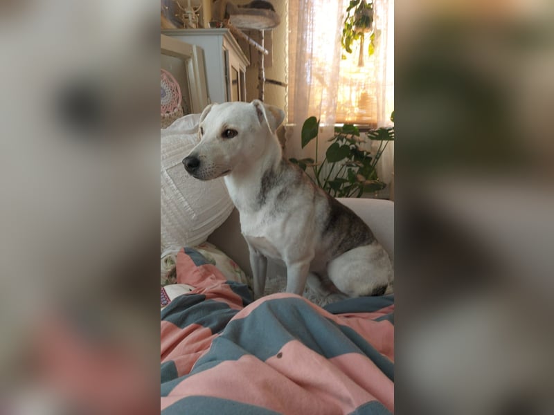 Rookie aus 40764 Langenfeld verliert sein Zuhause, da Herrchen verstorben ist