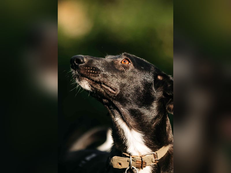 Liebevolle Stella sucht ihre Familie