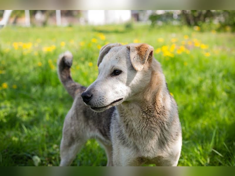 Rookie aus 40764 Langenfeld verliert sein Zuhause, da Herrchen verstorben ist