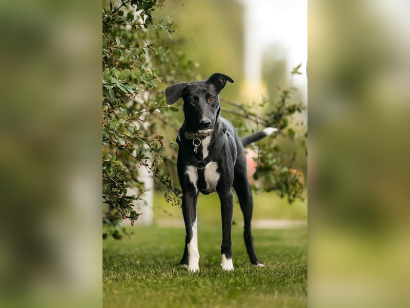 Liebevolle Stella sucht ihre Familie