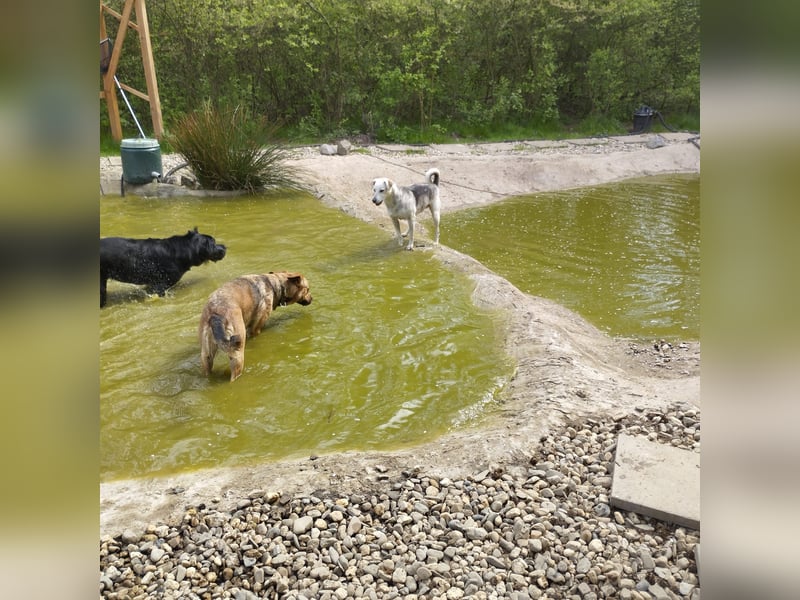 Rookie aus 40764 Langenfeld verliert sein Zuhause, da Herrchen verstorben ist