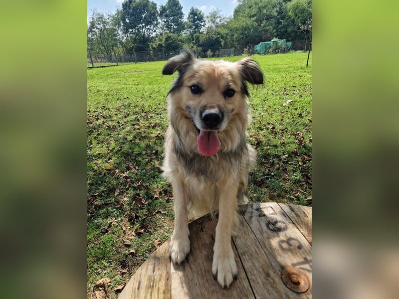 NERO – Hundesenior sucht sein Ruheplätzchen mit Garten  Auf Pflegestelle in 40595 Düsseldorf